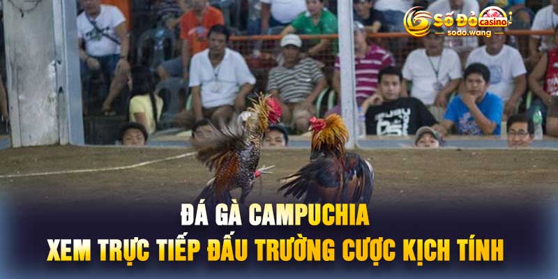 Đá Gà Campuchia Xem Trực Tiếp Đấu Trường Cược Kịch Tính